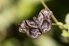 Helias phalaenoides
