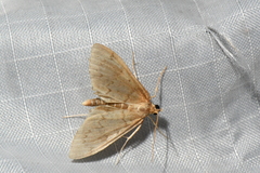 Anania extricalis