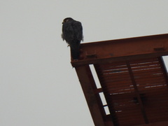 Falco peregrinus
