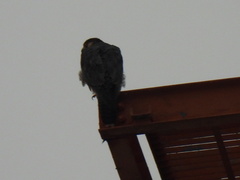 Falco peregrinus