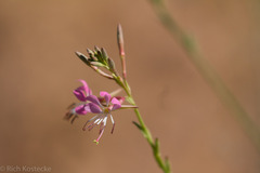 Oenothera suffrutescens