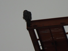 Falco peregrinus