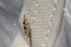 Argyresthia chalcochrysa