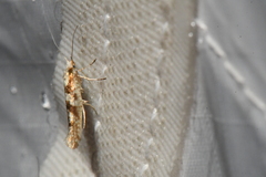 Argyresthia chalcochrysa