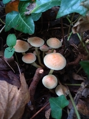 Hypholoma fasciculare