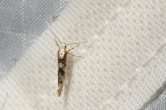 Argyresthia chalcochrysa
