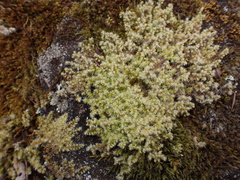 Racomitrium