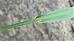 Bromus sitchensis sitchensis