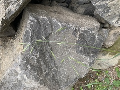 Bromus sitchensis sitchensis