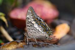 Charaxes solon