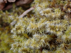 Racomitrium