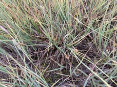 Carex arcta