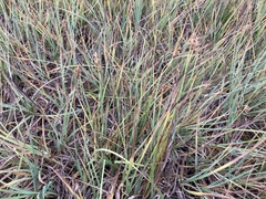 Carex arcta
