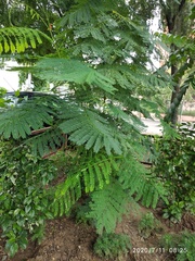 Delonix regia