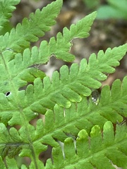Phegopteris hexagonoptera