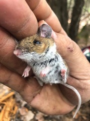 Peromyscus