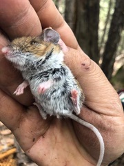 Peromyscus