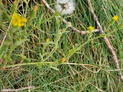 Senecio viscosus