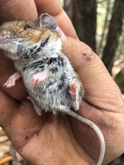 Peromyscus