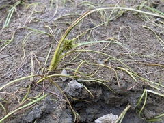 Sparganium angustifolium