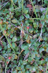 Cotoneaster dammeri