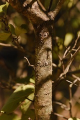 Crataegus invisa