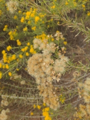 Ericameria laricifolia