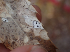 Coccomyces dentatus