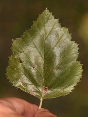 Crataegus invisa