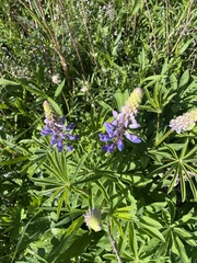 Lupinus polyphyllus