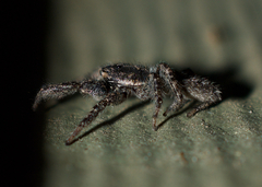 Platycryptus californicus