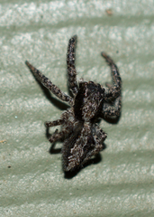 Platycryptus californicus