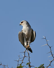 Elanus caeruleus caeruleus