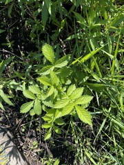 Agrimonia gryposepala