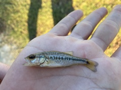 Micropterus punctulatus
