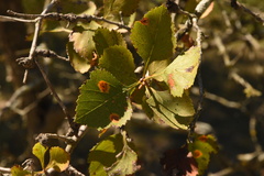 Crataegus invisa