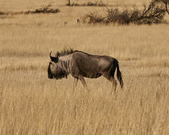 Connochaetes taurinus taurinus