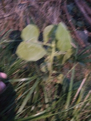 Abutilon theophrasti