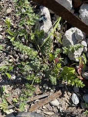 Chaerophyllum procumbens