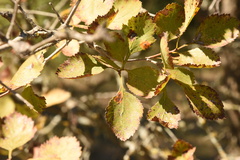 Crataegus invisa