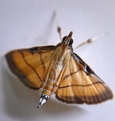 Cnaphalocrocis medinalis