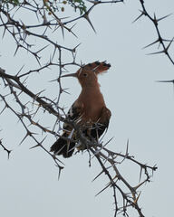 Upupa epops africana