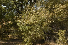 Crataegus invisa