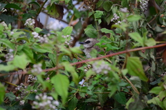 Pycnonotus goiavier analis