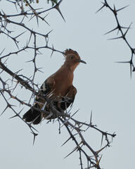 Upupa epops africana