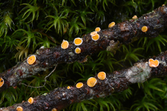 Lachnellula