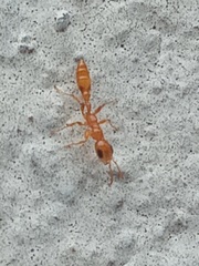 Pseudomyrmex