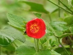 Hibiscus martianus
