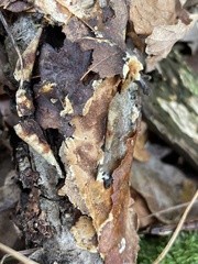 Fuscoporia