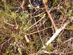 Asparagus racemosus